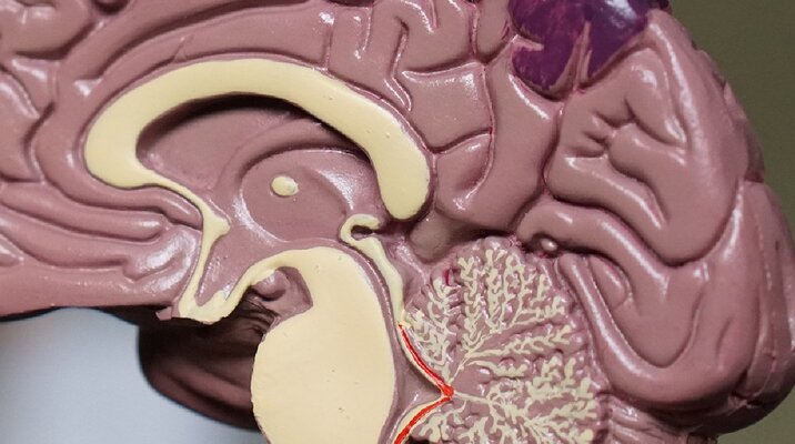 Onze organen: de hersenen deel 2