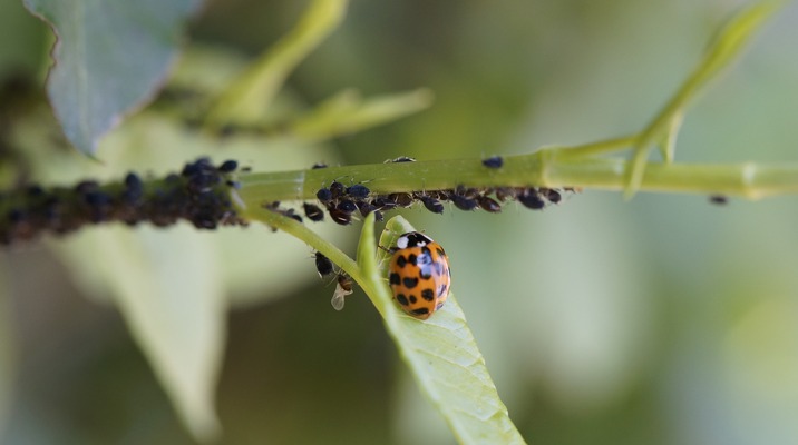 Biologie 2: Plezier met het dier