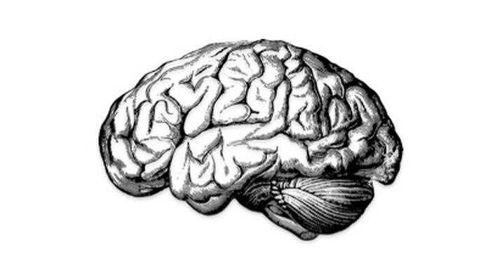 Onze organen: de hersenen deel 1